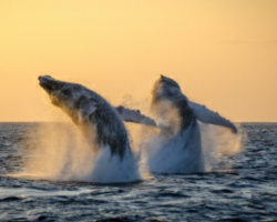 Sunset Whale Watch